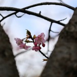 かわずざくら（河津桜 ）Cerasus lannesiana Carrière, 1872 ‘Kawazu-zakura’_5