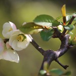 ぼけ（木瓜）Chaenomeles speciosa_10