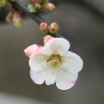 ぼけ（木瓜）Chaenomeles speciosa_1