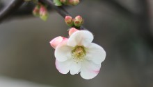 ぼけ（木瓜）Chaenomeles speciosa_1