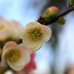 ぼけ（木瓜）Chaenomeles speciosa_3