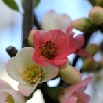 ぼけ（木瓜）Chaenomeles speciosa_4