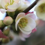 ぼけ（木瓜）Chaenomeles speciosa_6