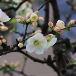 ぼけ（木瓜）Chaenomeles speciosa_7