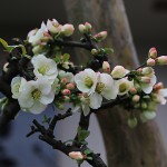 ぼけ（木瓜）Chaenomeles speciosa_8