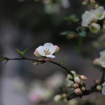 ぼけ（木瓜）Chaenomeles speciosa_9