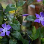 つるにちにちそう（蔓日々草）Vinca major_1