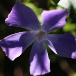 つるにちにちそう（蔓日々草）Vinca major_3