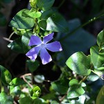 つるにちにちそう（蔓日々草）Vinca major_4