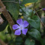 つるにちにちそう（蔓日々草）Vinca major_7 (1)