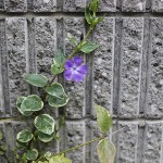 つるにちにちそう（蔓日々草）Vinca major_7