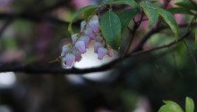 あせび （馬酔木）Pieris japonica_2