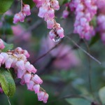 あせび （馬酔木）Pieris japonica_3