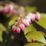 あせび （馬酔木）Pieris japonica_4