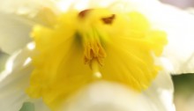 ラッパズイセン（喇叭水仙）Narcissus pseudonarcissus L_1
