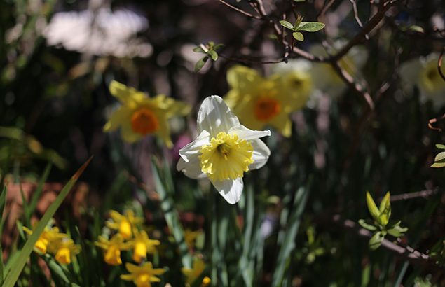 ラッパズイセン（喇叭水仙）Narcissus pseudonarcissus L_2
