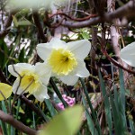 ラッパズイセン（喇叭水仙）Narcissus pseudonarcissus L_4