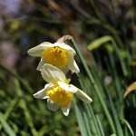 ラッパズイセン（喇叭水仙）Narcissus pseudonarcissus L_5