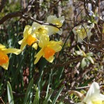 ラッパズイセン（喇叭水仙）Narcissus pseudonarcissus L_6
