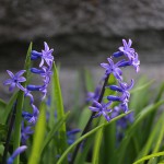 ヒヤシンス Hyacinthus orientalis_3