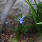 ヒヤシンス Hyacinthus orientalis_4
