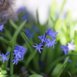 ヒヤシンス Hyacinthus orientalis_5