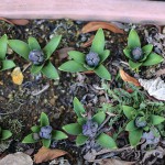ヒヤシンス Hyacinthus orientalis_6