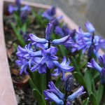 ヒヤシンス Hyacinthus orientalis_7