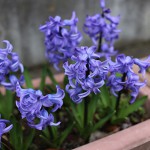 ヒヤシンス Hyacinthus orientalis_8