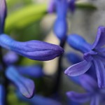 ヒヤシンス Hyacinthus orientalis_9