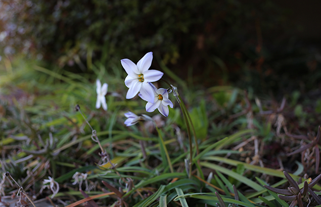 はなにら（花韮）Allium tuberosum_1（