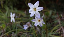 はなにら（花韮）Allium tuberosum_2（