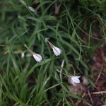 はなにら（花韮）Allium tuberosum_3（