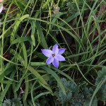はなにら（花韮）Allium tuberosum_4（