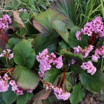 ヒマラヤゆきのした（ヒマラヤ雪の下）Bergenia stracheyi_1