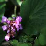 ヒマラヤゆきのした（ヒマラヤ雪の下）Bergenia stracheyi_2