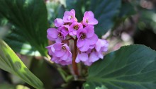 （ヒマラヤ雪の下）Bergenia stracheyi_3