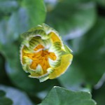ひめりゅうきんか（姫立金花）Ranunculus ficaria L_4