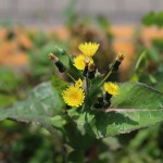 はるのげし（春野芥子）Sonchus oleraceus_1