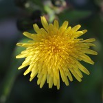 はるのげし（春野芥子）Sonchus oleraceus_2