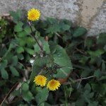 はるのげし（春野芥子）Sonchus oleraceus_3