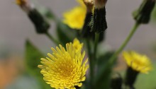 はるのげし（春野芥子）Sonchus oleraceus_4