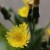 はるのげし（春野芥子）Sonchus oleraceus_4