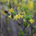 ちょうせんれんぎょう（朝鮮連翹 ）Forsythia koreana_2