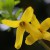 ちょうせんれんぎょう（朝鮮連翹 ）Forsythia koreana_3