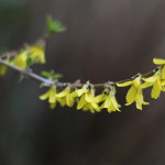 ちょうせんれんぎょう（朝鮮連翹 ）Forsythia koreana_4