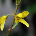 ちょうせんれんぎょう（朝鮮連翹 ）Forsythia koreana_5