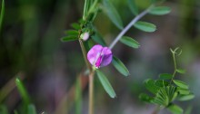 からすのえんどう（烏野豌豆）Vicia angustifolia_1