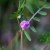からすのえんどう（烏野豌豆）Vicia angustifolia_1