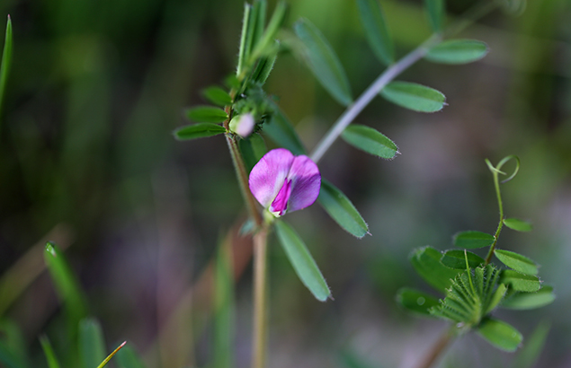からすのえんどう（烏野豌豆）Vicia angustifolia_1
